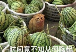 安静的在这吃瓜,瓜香四溢的悠闲午后