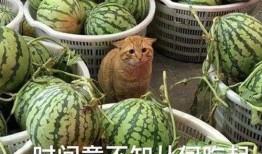 安静的在这吃瓜,瓜香四溢的悠闲午后