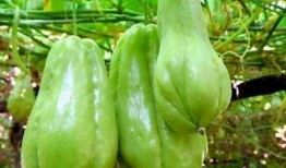 欢欢吃佛手瓜,欢欢的佛手瓜美食之旅