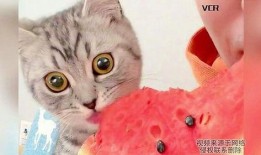 猫吃瓜吃到自己,意外生成瓜猫新物种