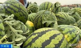 全公司同事吃瓜,吃瓜狂欢背后的团队凝聚力