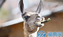 带你吃瓜的羊,带你领略“带你吃瓜的羊”的独特魅力