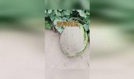 蛤蟆吃瓜视频,揭秘网络热门视频背后的趣味与思考