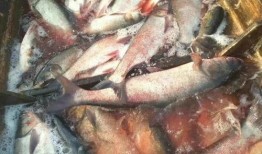 鱿小鱼吃瓜群众,揭秘网络热议背后的故事