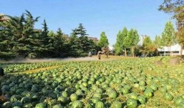 吃瓜大学是什么学校