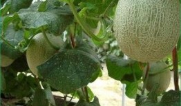 胖妈吃哈密瓜,胖妈的哈密瓜美食之旅