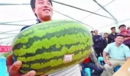 吃瓜7斤多大,7斤瓜果盛宴，揭秘瓜果界的“重量级”传奇