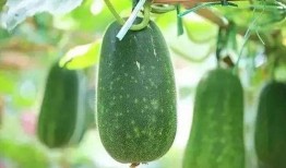 夏吃瓜都有哪些