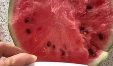 雪圈瓜甜吃瓜,夏日消暑新宠，尽享清凉美味