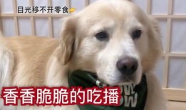 吃瓜吃的小狗视频,小狗的欢乐食趣时光