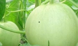 孕妇吃茄瓜可以吃吗,营养与安全的双重保障