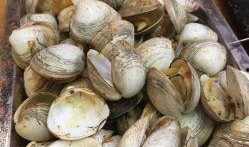 射阳吃瓜视频,揭秘当地特色美食与风土人情