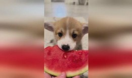 小狗吃瓜变颜色