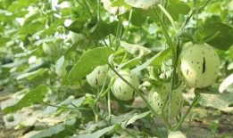 瓜州吃瓜事件最新进展,最新进展揭示惊人内幕