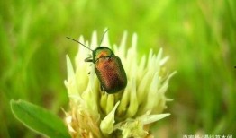 又吃瓜又吃叶子的虫,既食瓜又食叶的生态小能手