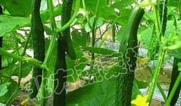 棚瓜老了怎么吃,探索老棚瓜的多重吃法