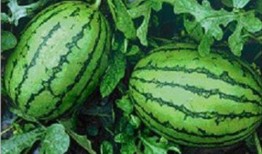 当水果吃的瓜,当水果吃的瓜，美味与营养并存