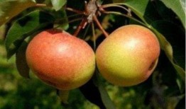 苹果梨剧场吃瓜,一场吃瓜群众的狂欢盛宴