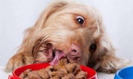 狗吃伊丽莎白瓜,揭秘狗吃伊丽莎白瓜的奇妙之旅