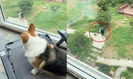 小狗吃瓜变颜色