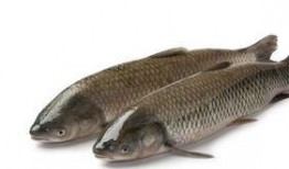 草鱼吃茭瓜吗,探究草鱼是否喜食茭瓜的奥秘