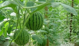 龙州吃瓜事件,一场引发热议的网络狂欢与反思