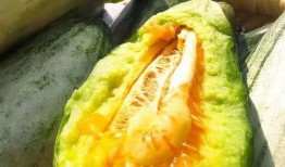 粗瓜怎么吃视频,跟随视频学习创意烹饪技巧