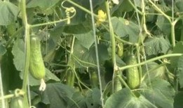 美国ucsd吃瓜改造,吃瓜文化改造记