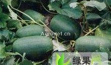 邯郸河北铺吃瓜,夏日炎炎，吃瓜群众欢乐多