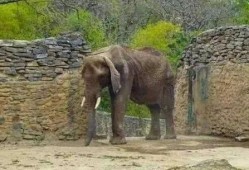 大象吃瓜生气,一场生态与情感的碰撞