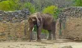 大象吃瓜生气,一场生态与情感的碰撞