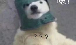 带你吃瓜的羊,带你领略“带你吃瓜的羊”的独特魅力