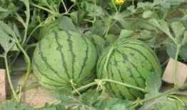 曹县吃瓜事件在哪看,网络热议背后的真相揭秘