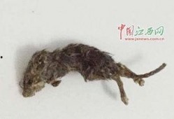 老鼠恶作剧吃瓜,瓜田里的欢乐闹剧