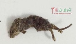 老鼠恶作剧吃瓜,瓜田里的欢乐闹剧