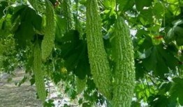 草瓜咋吃,草瓜咋吃的多样美味之旅