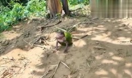 吃瓜妹像猴子,趣味横生演绎生态奇缘