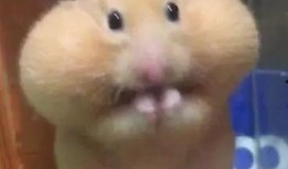 托腮吃瓜,揭秘网络热议背后的趣味与思考