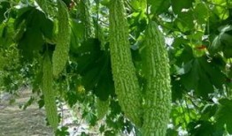 吃瓜标题,那些令人瞠目结舌的吃瓜事件大揭秘