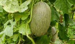 吃瓜最爱哈密瓜,揭秘哈密瓜的甜蜜诱惑