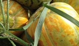 老婆瓜怎么吃,解锁美味新方式