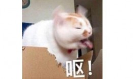 盲盒吃瓜主播,揭秘网红圈背后的秘密与争议