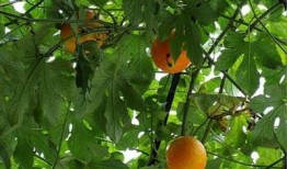 吃中药可以吃吊瓜吗,安全搭配指南