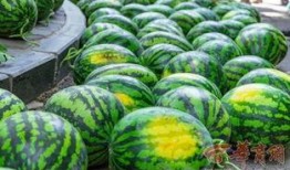 西安学校吃瓜,揭秘校园里的那些“热辣”话题