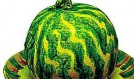 怎么优雅吃瓜视频,跟着视频一起畅享瓜界盛宴