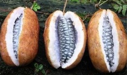 吃八月瓜怎么吃,解锁美味新体验