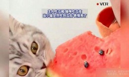 猫吃瓜吃到自己,意外生成瓜猫新物种