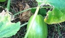 花朵吃瓜,一场视觉与味觉的盛宴