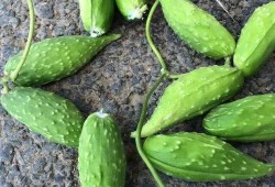 蛇瓜孕妇可以吃吗,孕妇适宜食用的蛇瓜营养指南