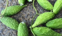 蛇瓜孕妇可以吃吗,孕妇适宜食用的蛇瓜营养指南